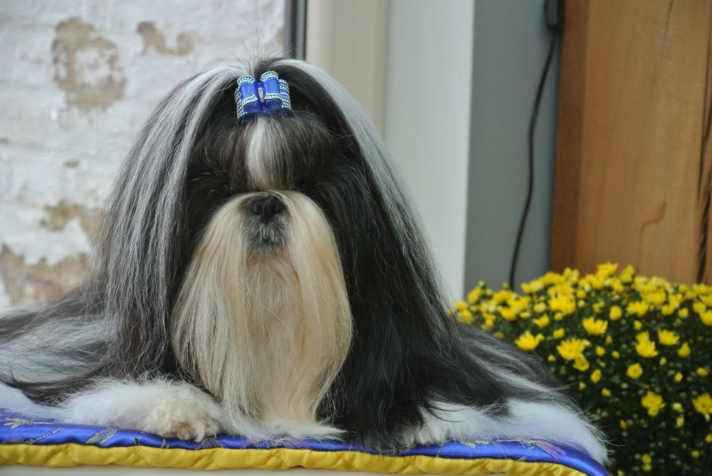Ogun Violetta Perline